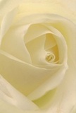 This evocative image brings you into the very heart of a cream-white rose, as if you're enfolded by its soft, dew-kissed petals-a feeling as gentle and peaceful as a morning walk through Rotherhithe Village. The petals spiral inward, their texture whisper-light, conjuring the sense of brushing one's hand over cool silk. Between the delicate folds, mellow shadows play, creating depth and subtle drama, much like the quiet in local riverside squares at dawn. The serene luminosity of this rose offers an atmosphere of calm and hope-ideal for expressing sympathy, admiration, or marking fresh beginnings, whether shared at a local gathering or delivered to a home overlooking the Thames. Hints of delicate, sweet fragrance seem to float from the bloom, understated yet unmistakable. Every aspect, from the immaculate petal arrangement to the creamy palette, reveals the heartfelt artistry and attention to detail for which Rotherhithe's florists are known. This rose is more than a flower-it is a tender gesture, a piece of the neighbourhood's gentle grace captured in a single, elegant bloom.